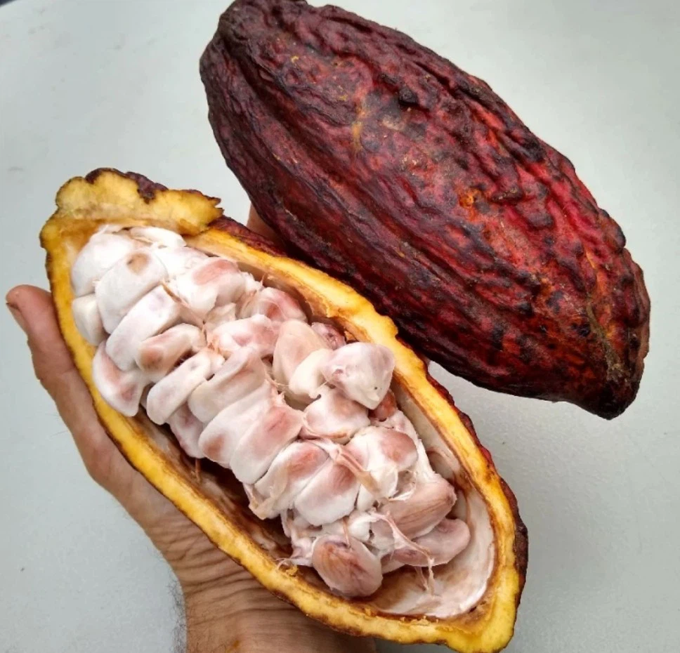 cocoa pod bean